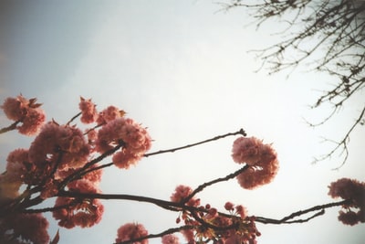 白色天空下的粉红色樱花树